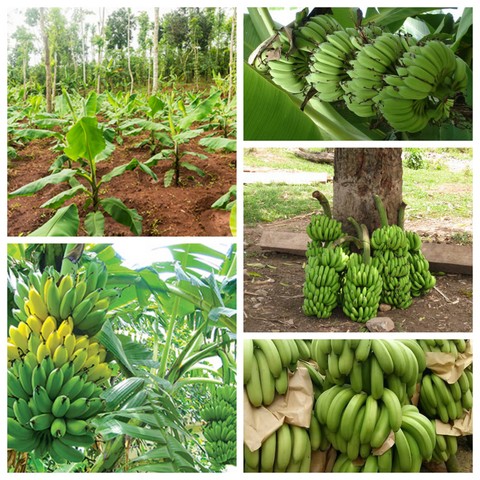 Tìm hiểu kỹ thuật trồng chuối sớm cho thu hoạch, đem đến lợi nhuận cao