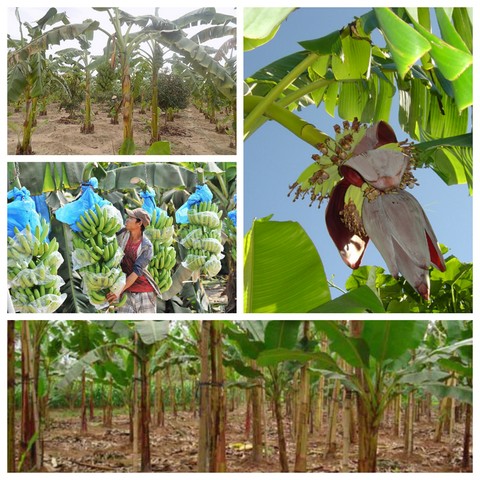 Chuối trồng đúng kỹ thuật sẽ cho thu hoạch sớm, sản lượng cao