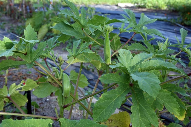 Cây đậu bắp cần được cung cấp đầy đủ dưỡng chất để có thể phát triển tốt nhất