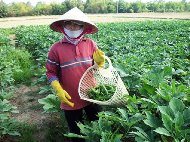 Đậu bắp không nên thu hoạch khi quá già vì sẽ không đảm bảo dinh dưỡng và vị ngon