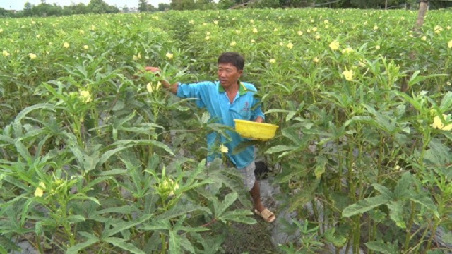Có nhiều giống đậu bắp trên thị trường cho năng suất cao và hạn chế được nguồn bệnh
