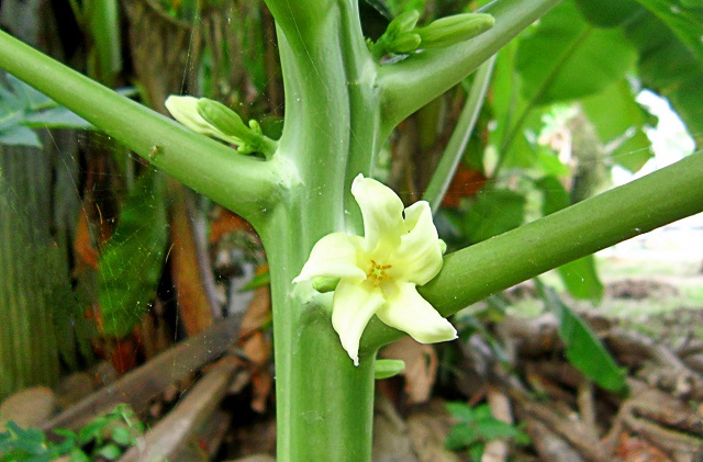 Cây đu đủ ra hoa nhiều lần với số lượng lớn