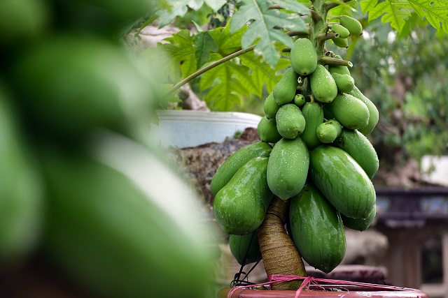 Trồng đu đủ trong chậu cần giữ ẩm tốt