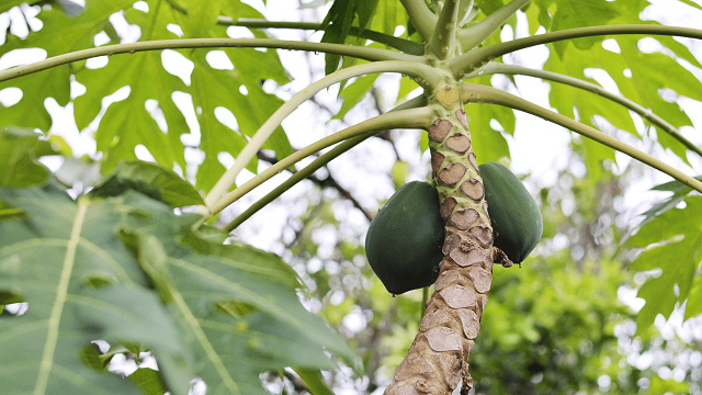 Cây đu đủ có thân thẳng với nhiều sẹo