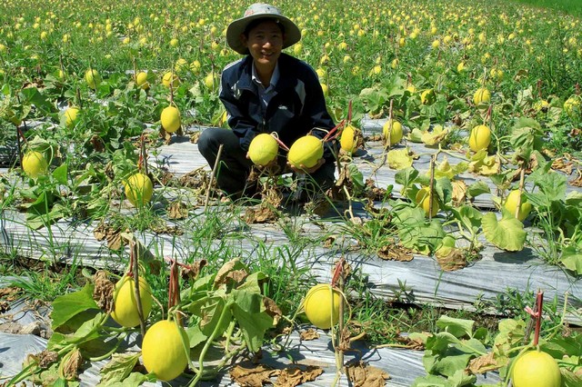 Áp dụng đúng kỹ thuật chăm sóc từng thời kỳ, dưa lê sẽ cho năng suất và chất lượng cao