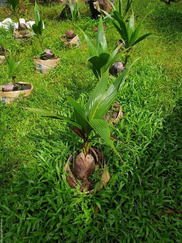 Thường xuyên tưới nước để giúp cây phát triển tốt