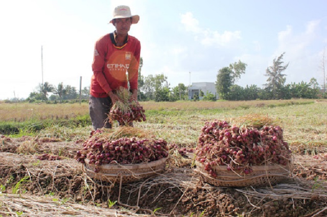 Hành củ thích hợp trồng vào vụ đông khi thời tiết chuyển sang lạnh dần