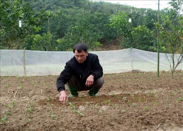 Đất trồng hoa cúc cần được canh tác để đảm bảo sự sinh trưởng và phát triển