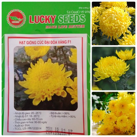 Nên chọn mua hạt giống trồng hoa cúc tại các địa chỉ uy tín