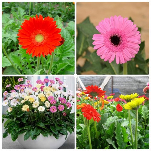 Hoa đồng tiền không chỉ đẹp mà còn mang ý nghĩa tài lộc và may mắn