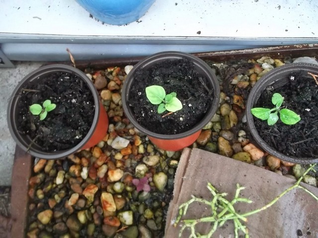 Đất trong chậu trồng hoa đồng tiền phải là đất giàu dinh dưỡng, có khả năng thoát nước