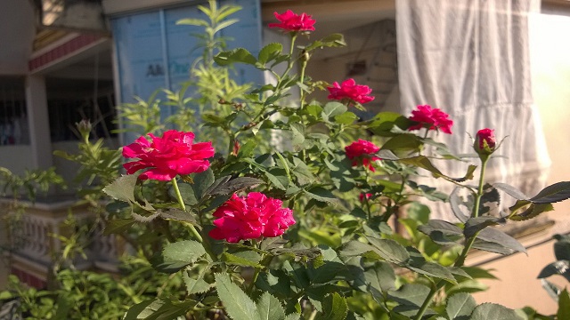 Bạn nên tưới nước vừa đủ để cây được giữ ẩm trước khi trồng