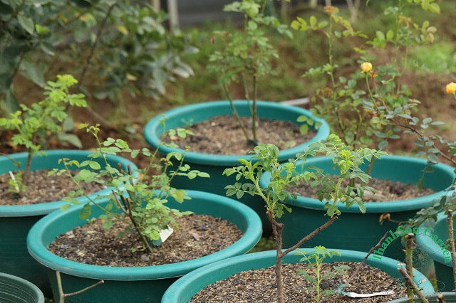 Kỹ thuật trồng hoa hồng ra hoa quanh năm đơn giản, dễ làm