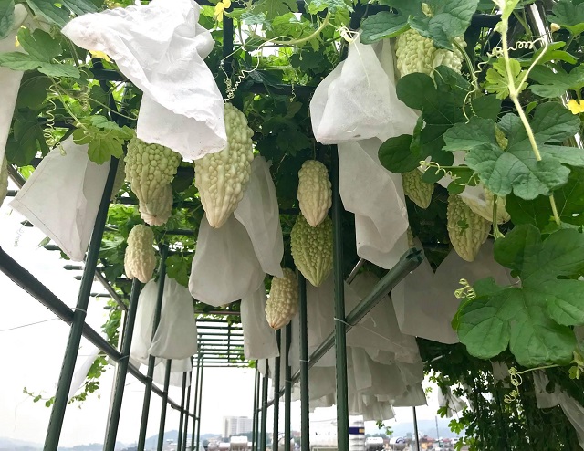 Cây khổ qua cần được chăm sóc đúng kỹ thuật để cho chất lượng quả tốt nhất