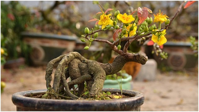 Chia sẻ kỹ thuật trồng mai vàng đẹp đem lại lợi nhuận cao