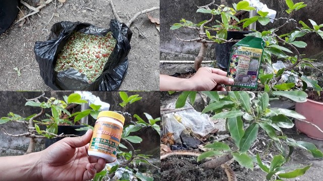 Kỹ thuật chăm sóc mai vàng trong suốt các giai đoạn phát triển là rất quan trọng