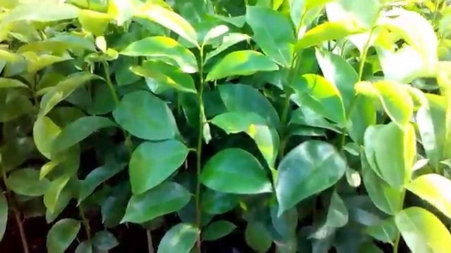 Nên chọn cây giống mãng cầu xiêm có sức sống tốt, không sâu bệnh