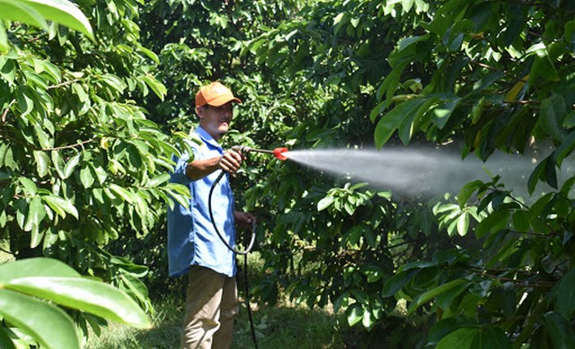 Chủ động bón phân giúp nâng cao năng suất thu hoạch mỗi vụ