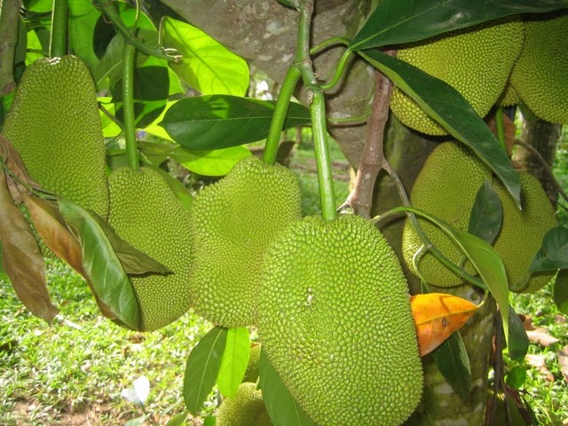 Chia sẻ kỹ thuật trồng mít siêu sớm cho năng suất cao, chất lượng tốt