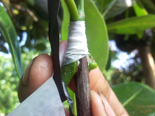 Ghép cây hiệu quả nhất là vào vụ xuân tháng 3 – 4 hoặc vụ thu tháng 8 – 9