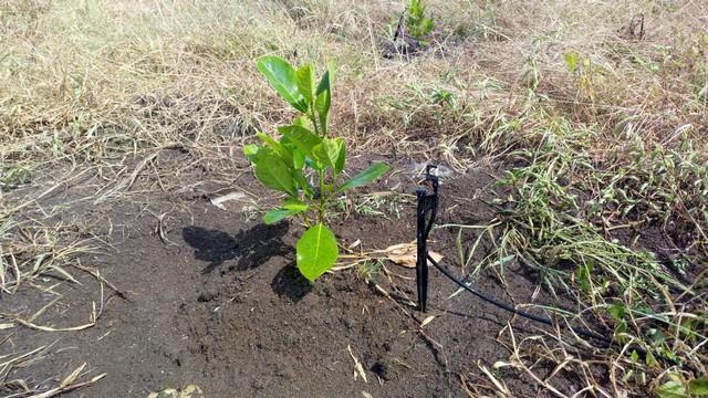 Các mô hình trống mít siêu sớm kinh doanh nên áp dụng hệ thống tưới tiêu công nghệ cao