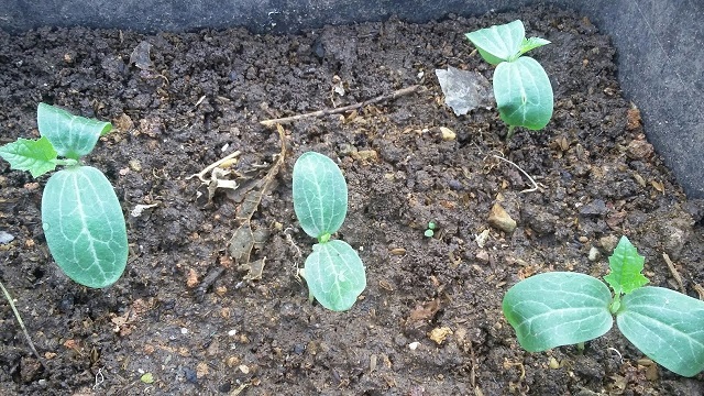 Trước khi trồng cần bón phân lót cho các hố trồng mướp