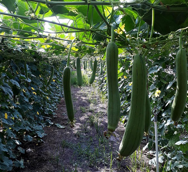 Bạn cần ứng dụng các biện pháp phòng trừ sâu bệnh để cây mướp phát triển thuận lợi nhất