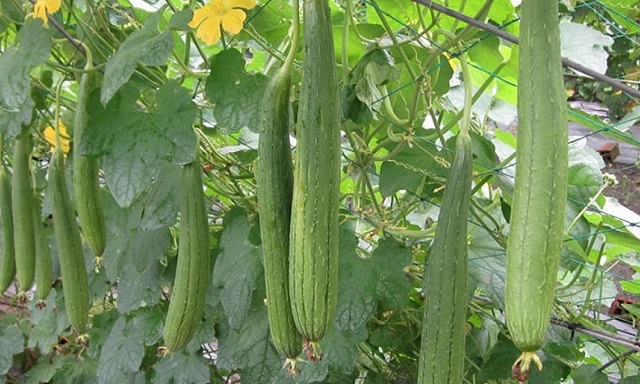 Thời điểm phù hợp nhất để trồng mướp là từ tháng 2 – 6 dương lịch