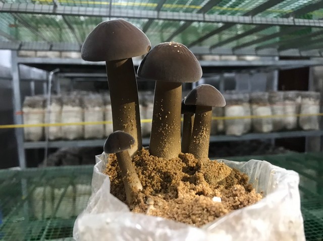 Bật mí kỹ thuật trồng nấm mối đen tại nhà vừa năng suất vừa chất lượng