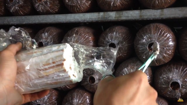 Các túi phôi trồng nấm mối đen đều cần dồn chặt