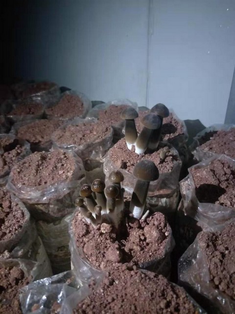 Nguyên liệu dùng làm túi phôi trồng nấm mối đen chủ yếu là mùn cưa mới