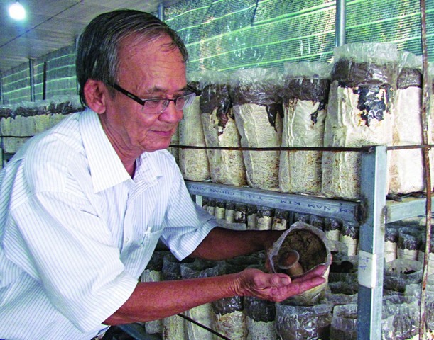 Nấm mối đen phát triển tốt trong môi trường túi phôi giàu dinh dưỡng