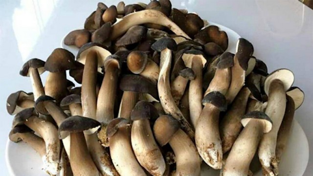 Nấm mối đen nuôi trồng đúng kỹ thuật cho chất lượng cao