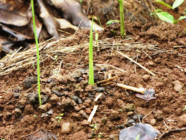 Nghệ đỏ được trồng từ củ giống đã qua tuyển chọn và xử lý mầm bệnh