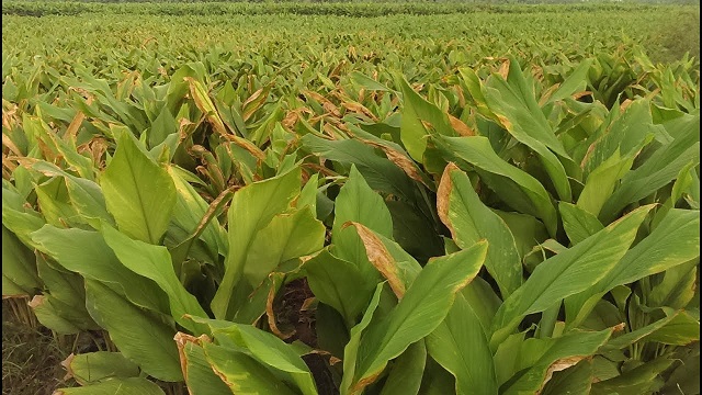 Nghệ đỏ trồng khoảng 9 tháng là có thể thu hoạch