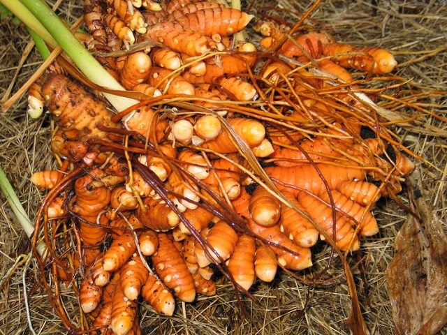 Nghệ đỏ dễ trồng và mang đến giá trị kinh tế cao