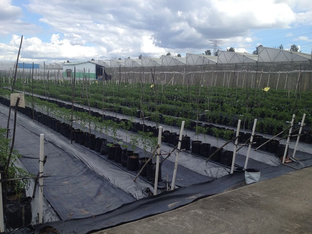 Sử dụng màng phủ nông nghiệp giúp bảo vệ cây ớt cách tốt nhất