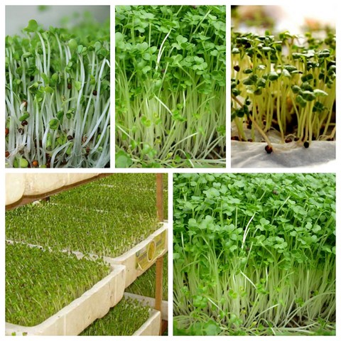 Mách bạn kỹ thuật trồng rau mầm tại nhà đơn giản vẫn đạt chất lượng