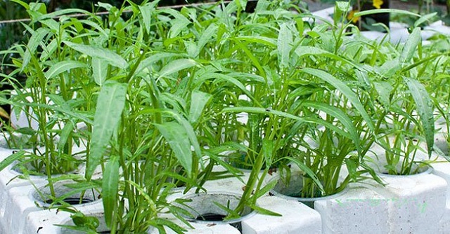 Rau muống là loại cây ưa ẩm và ánh sáng mạnh