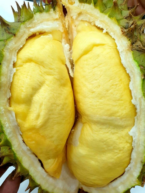 Chia sẻ kỹ thuật trồng sầu riêng ri6 tại Tây Nguyên mang lại hiệu quả kinh tế cao