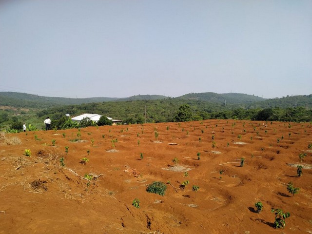 Nên trồng sầu riêng Ri6 với khoảng cách thưa, thông thoáng, tránh sâu bệnh