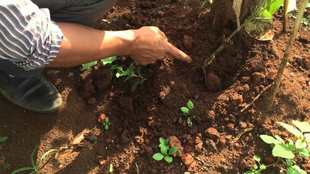 Canh tác đất trồng tiêu là bước nền tảng giúp cây hồ tiêu phát triển