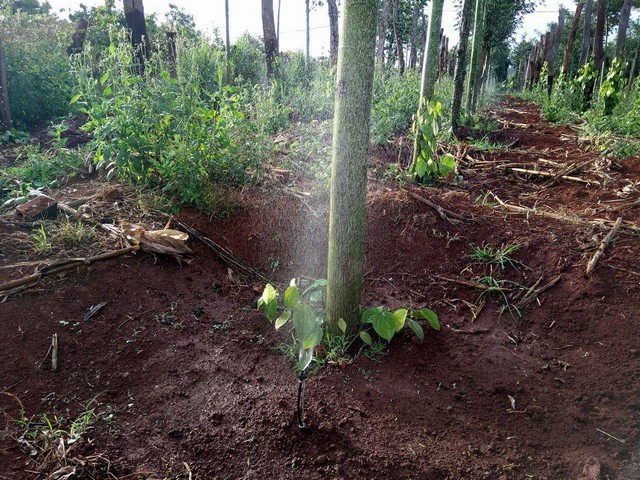 Công nghệ tưới hiện đại vừa cung cấp lượng nước đủ lại chống ngập úng cho tiêu