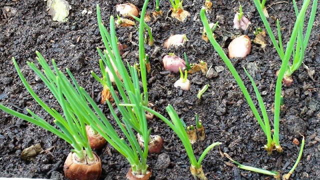 Tỏi cần được loại bỏ mầm bệnh ngay từ đầu để hạn chế tình trạng lây lan