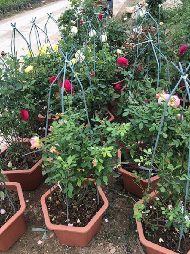 Hoa hồng nhận dưỡng chất từ phân bón qua bộ rễ và lá