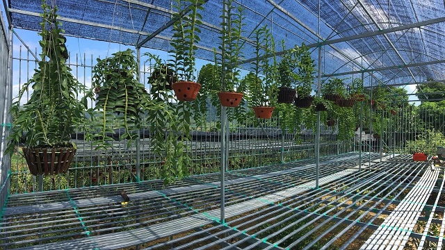 Hoa lan trong từng thời kỳ phát triển sẽ có nhu cầu dinh dưỡng khác nhau