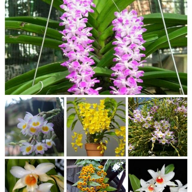 Hoa lan cần được bón phân để có thể sinh trưởng và phát triển tốt nhất