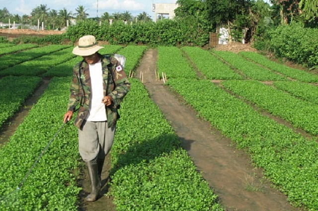 Có nhiều trường hợp cần sử dụng phân bón lá cho cây trồng