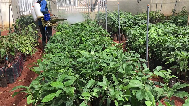 Sử dụng phân bón lá là hình thức cung cấp dưỡng chất cho cây trồng được nhiều nhà nông áp dụng