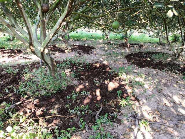 Phân hữu cơ là nguồn dinh dưỡng tốt nhất giành cho cây trồng